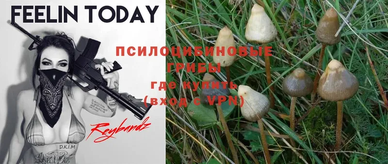 Псилоцибиновые грибы Magic Shrooms  Черноголовка 